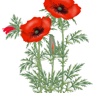 Poppy flower PNG