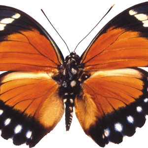 Butterfly PNG