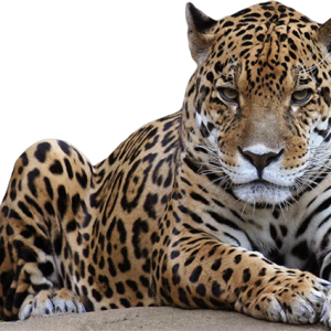 Leopard PNG
