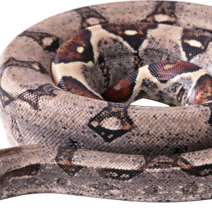 Snake PNG image picture download free