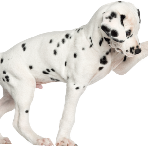 Dalmatian PNG