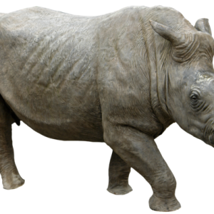 Rhino PNG
