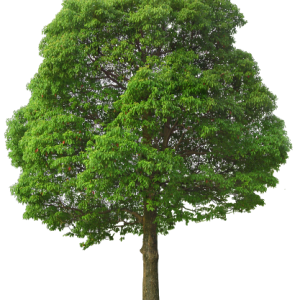 tree PNG