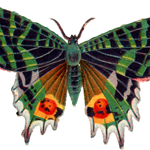 Butterfly PNG image