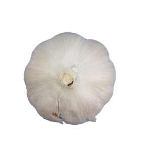 Garlic PNG