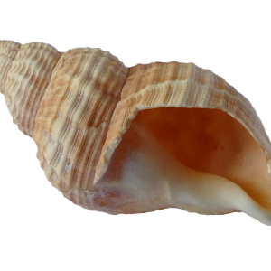 Seashell PNG