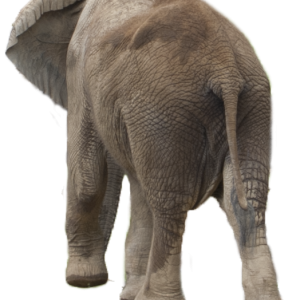 Elephant PNG
