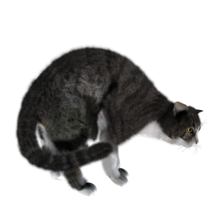 Cat PNG image
