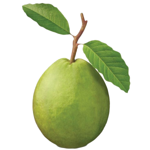 Guava PNG
