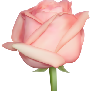 Rose PNG
