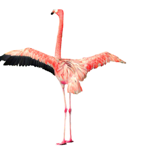 Flamingo PNG