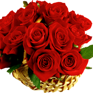 Rose PNG