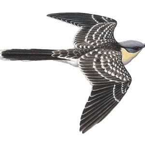 Cuckoo PNG