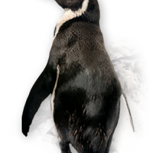 Penguin PNG image