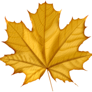 maple PNG leaf