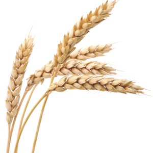 Wheat PNG