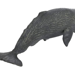 Sperm whale PNG
