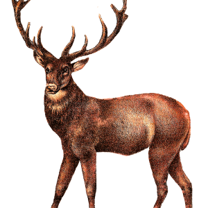 Moose, elk PNG