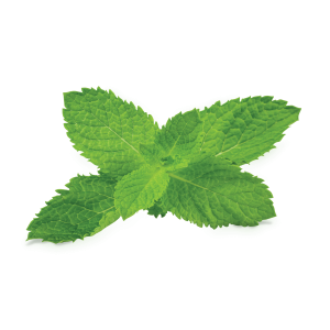 Pepermint PNG