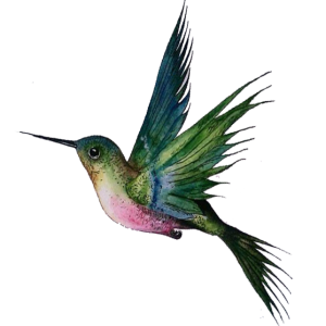Hummingbird PNG