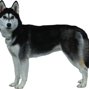 Dog PNG
