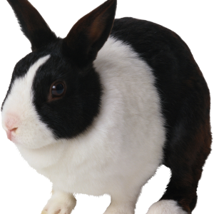 Rabbit PNG image