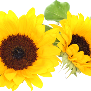 Sunflower PNG