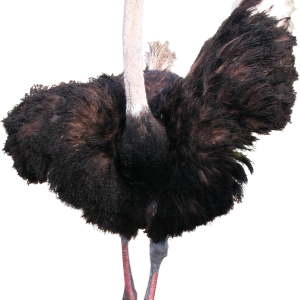 Ostrich PNG