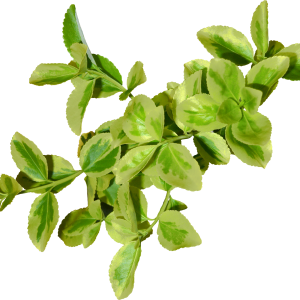Green leaf PNG