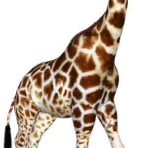 Giraffe PNG