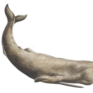 Whale PNG