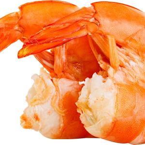 Shrimp PNG image