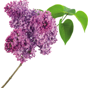 Lilac PNG