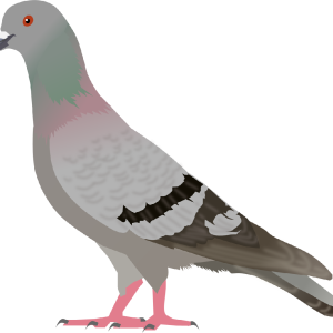 pigeon PNG image