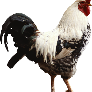 Cock PNG