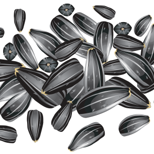 Sunflower seeds PNG