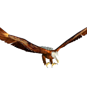 Eagle PNG image, free download
