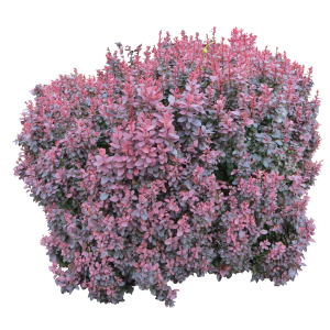 Bush PNG image