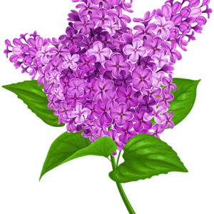 Lilac PNG
