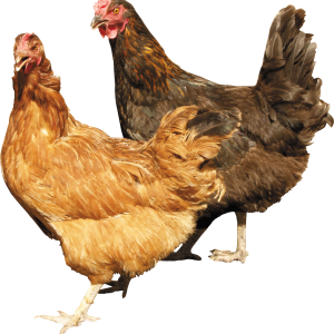 Chicken PNG image