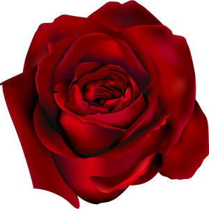 Rose PNG