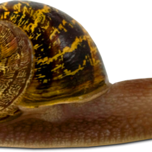 Snail PNG