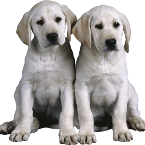 Dog PNG