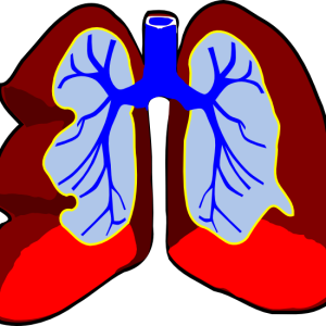 Lungs PNG
