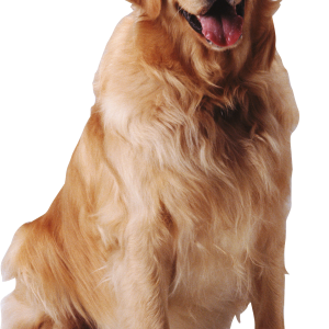 Dog PNG