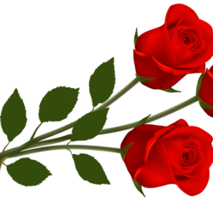 Rose PNG