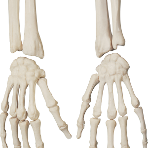 Skeleton PNG