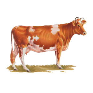 cow PNG