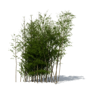 Bamboo PNG