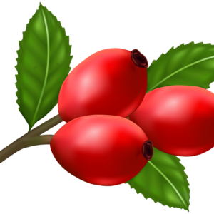 Rose hip PNG